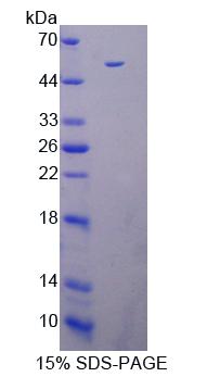 Figure 1. SDS-PAGE