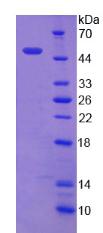 Figure 2. SDS-PAGE