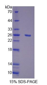 Figure 1. SDS-PAGE