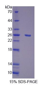 Figure 1. SDS-PAGE