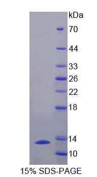 Figure 1. SDS-PAGE