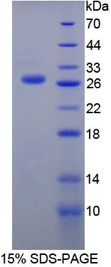 Figure 1. SDS-PAGE