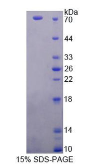 Figure 1. SDS-PAGE