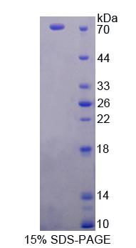 Figure 1. SDS-PAGE