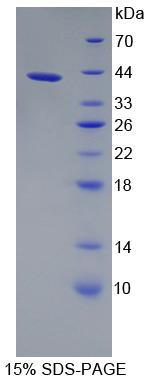 Figure 1. SDS-PAGE
