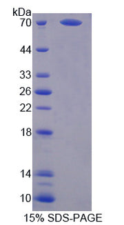 Figure 1. SDS-PAGE