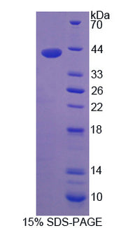 Figure 1. SDS-PAGE