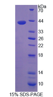 Figure 1. SDS-PAGE
