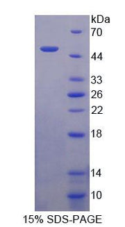 Figure 1. SDS-PAGE