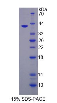 Figure 1. SDS-PAGE