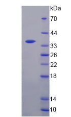 Figure 2. SDS-PAGE