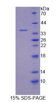 Figure 1. SDS-PAGE