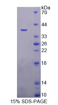 Figure 1. SDS-PAGE