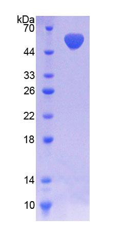 Figure 1. SDS-PAGE