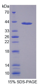 Figure 1. SDS-PAGE