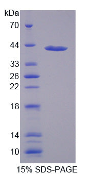 Figure 1. SDS-PAGE