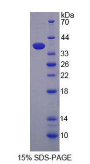 Figure 1. SDS-PAGE