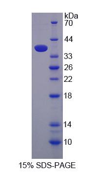 Figure 1. SDS-PAGE