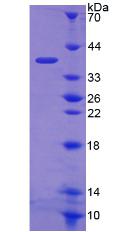 Figure 2. SDS-PAGE