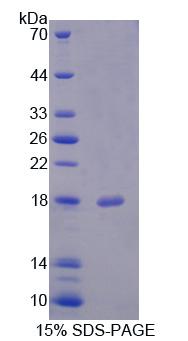 Figure 1. SDS-PAGE