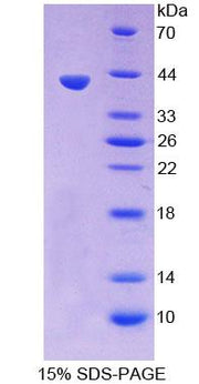Figure 1. SDS-PAGE