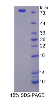 Figure 1. SDS-PAGE