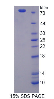 Figure 1. SDS-PAGE