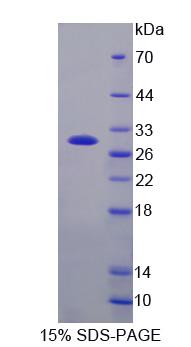 Figure 1. SDS-PAGE