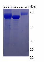 Figure 3. SDS-PAGE