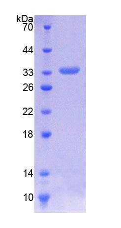 Figure 1. SDS-PAGE