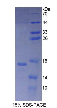Figure 1. SDS-PAGE