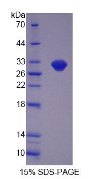 Figure 1. SDS-PAGE