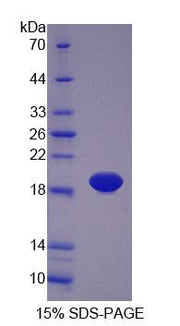Figure 1. SDS-PAGE