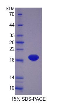 Figure 1. SDS-PAGE