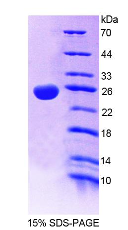 Figure 1. SDS-PAGE