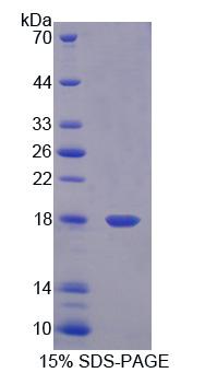 Figure 1. SDS-PAGE