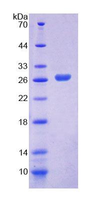 Figure 1. SDS-PAGE
