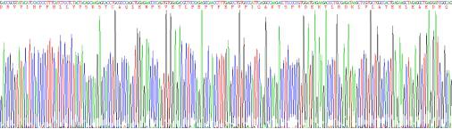 Eukaryotic Angiotensinogen (AGT), RPU51943