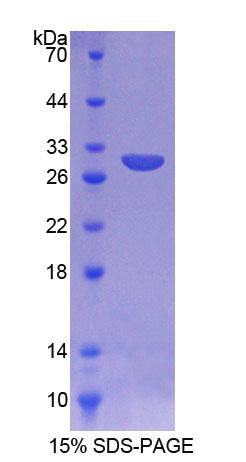 Figure 1. SDS-PAGE