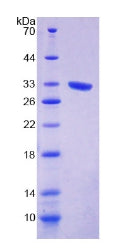 Figure 2. SDS-PAGE