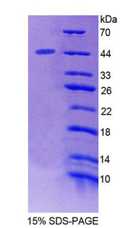 Figure 1. SDS-PAGE
