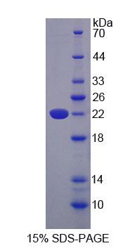 Figure 1. SDS-PAGE