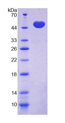 Figure 1. SDS-PAGE