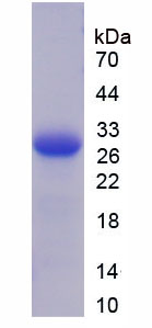 Figure 1. SDS-PAGE