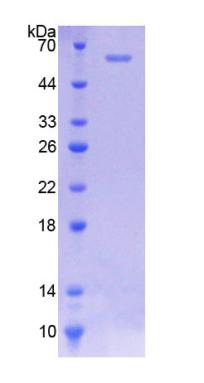 Figure 2. SDS-PAGE
