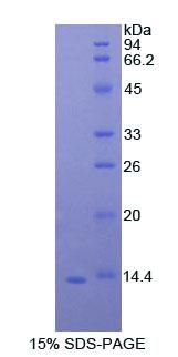 Figure 1. SDS-PAGE