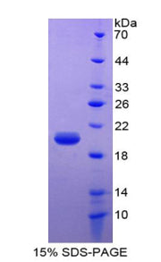 Figure 1. SDS-PAGE