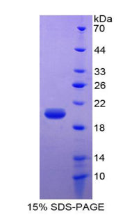 Figure 1. SDS-PAGE