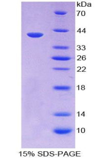 Figure 1. SDS-PAGE