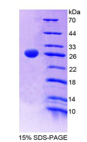Figure 1. SDS-PAGE